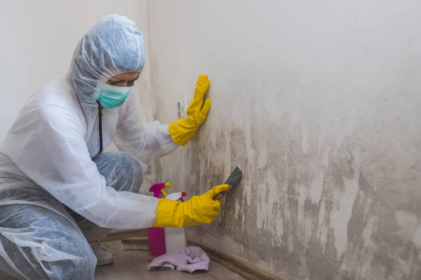 Professional Mold Inspection, Removal & Remediation in Brinkley, AR